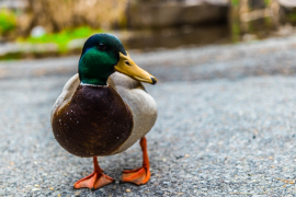 Subjecting stablecoins to the duck test